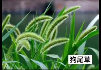 龙润丰（中文）