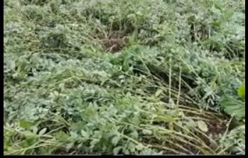 龙润丰（中文）