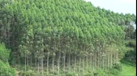 龙润丰（中文）