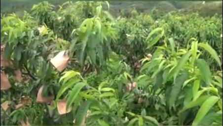 龙润丰（中文）