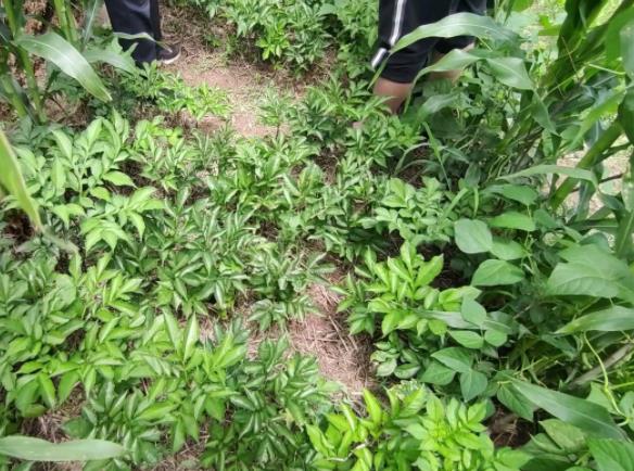 龙润丰（中文）